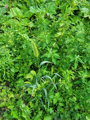 Setaria viridis pycnocoma