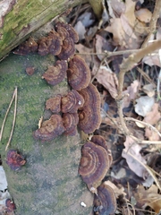 Daedaleopsis tricolor