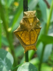 Troides minos