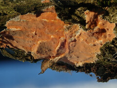 Peniophora incarnata