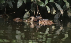 Melanosuchus niger