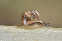Ovachlamys fulgens
