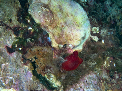 Halocynthia papillosa