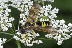 Tenthredo largiflava