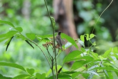 Myzomela obscura