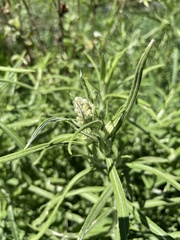 Pterocaulon virgatum