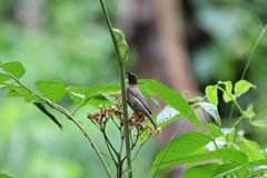 Myzomela obscura