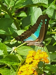 Graphium teredon