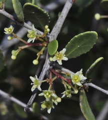 Gymnosporia senegalensis
