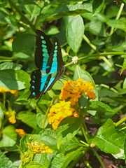 Graphium teredon
