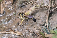 Sceliphron fistularium