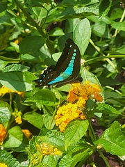 Graphium teredon