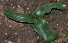 Prospero obtusifolium