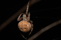 Pararaneus