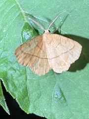 Periclina