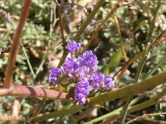 Limonium vulgare