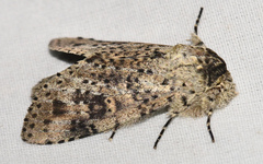 Malocampa punctata