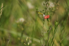 Eurema elathea