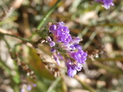 Limonium vulgare