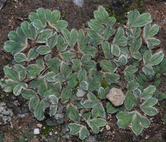 Riccia lamellosa