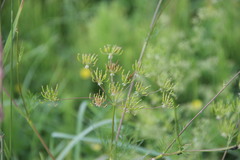 Chaerophyllum prescottii