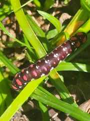 Polytela gloriosae
