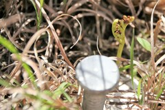Botrychium campestre