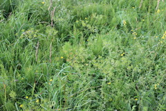 Chaerophyllum prescottii