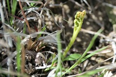 Botrychium campestre
