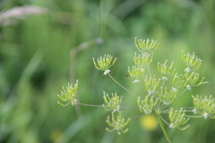 Chaerophyllum prescottii