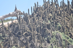 Trichocereus chiloensis litoralis