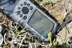 Botrychium campestre