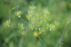 Chaerophyllum prescottii