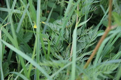 Chaerophyllum prescottii