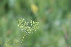 Chaerophyllum prescottii
