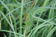 Chaerophyllum prescottii