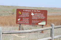 Botrychium campestre