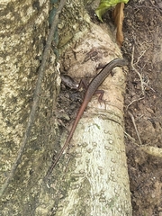 Sphenomorphus dussumieri