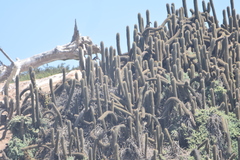 Trichocereus chiloensis litoralis