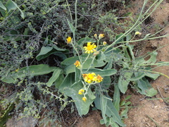 Othonna coronopifolia