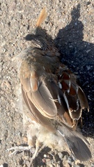 Callipepla douglasii