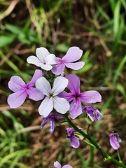 Hesperis matronalis