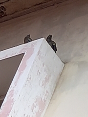 Thraupis palmarum