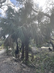 Sabal palmetto