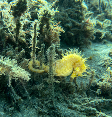 Hippocampus guttulatus