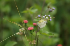 Eurema elathea