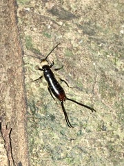 Neodermaptera