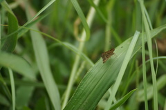 Callimormus interpunctata