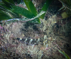 Tripterygion delaisi