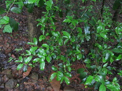 Casearia ovata